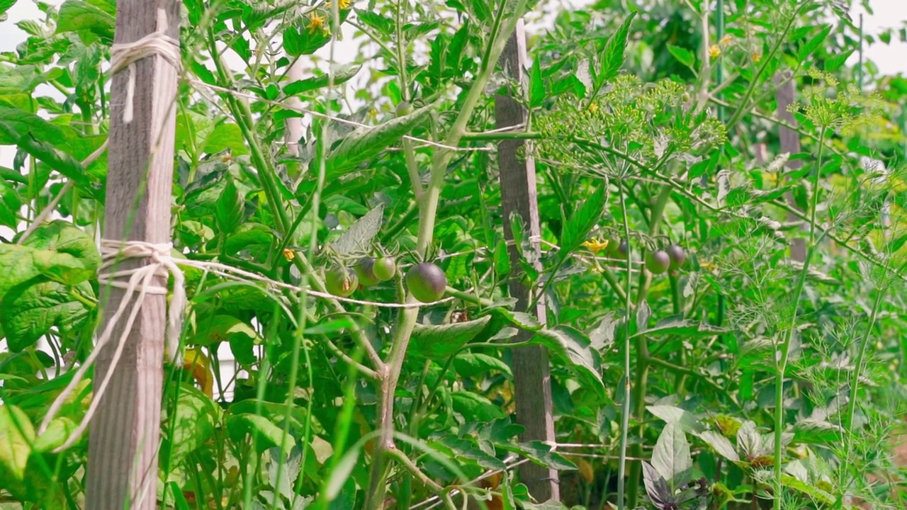 深蓝色的西红柿生长在一个种植园，特写镜头，平滑的镜头变焦视频素材