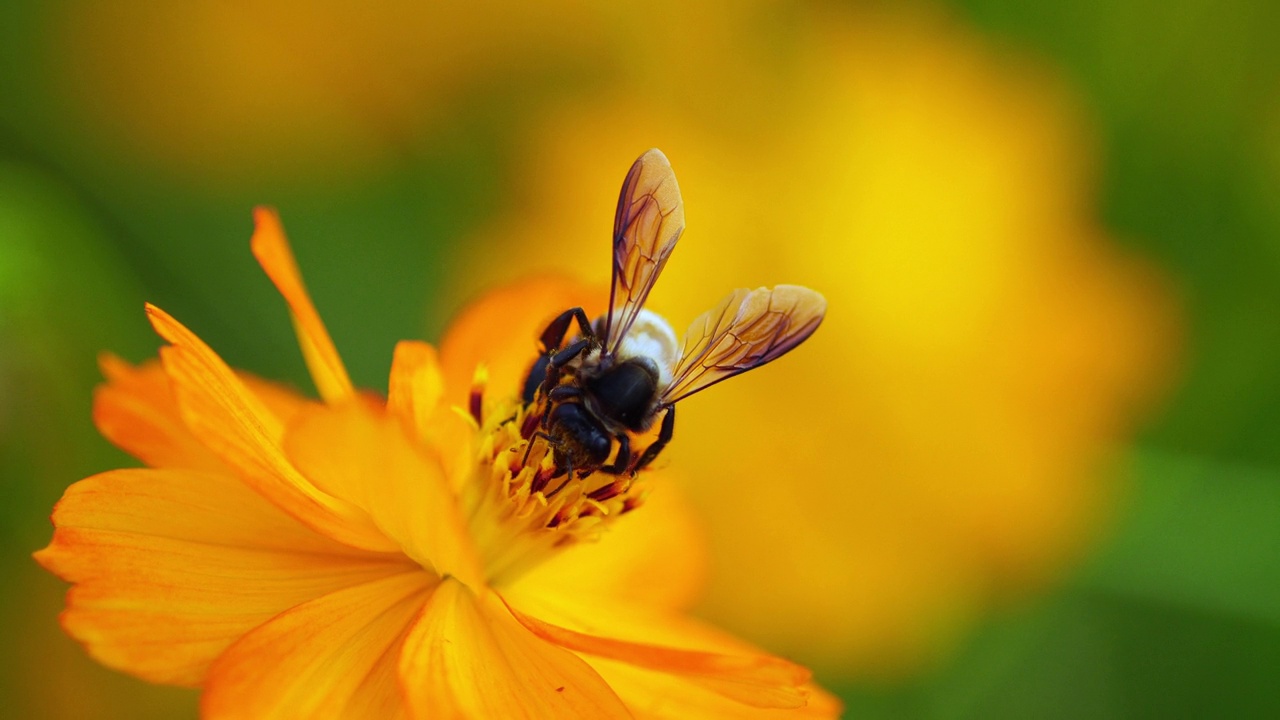 蜜蜂在花上视频下载