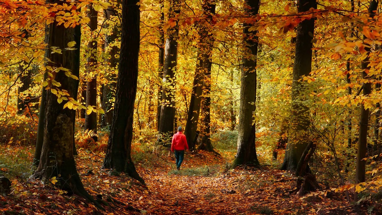 一个人走在美丽的秋林里视频下载