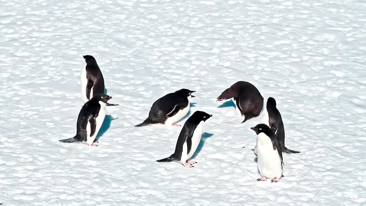 企鹅在冰雪上行走视频下载