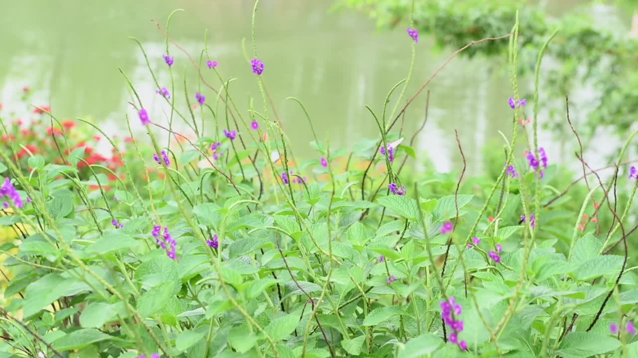 蝴蝶在绿色背景上的紫色花朵周围飞舞视频下载