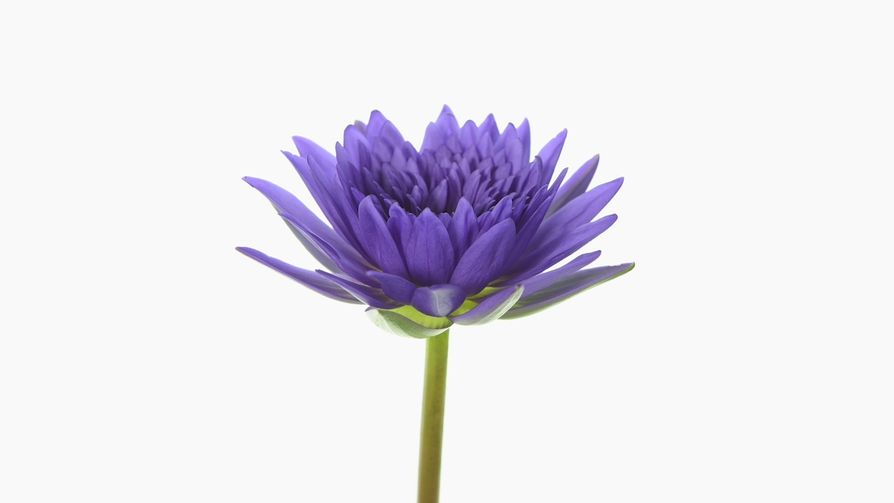 延时拍摄的美丽的紫色睡莲盛开在白色的背景上。视频下载