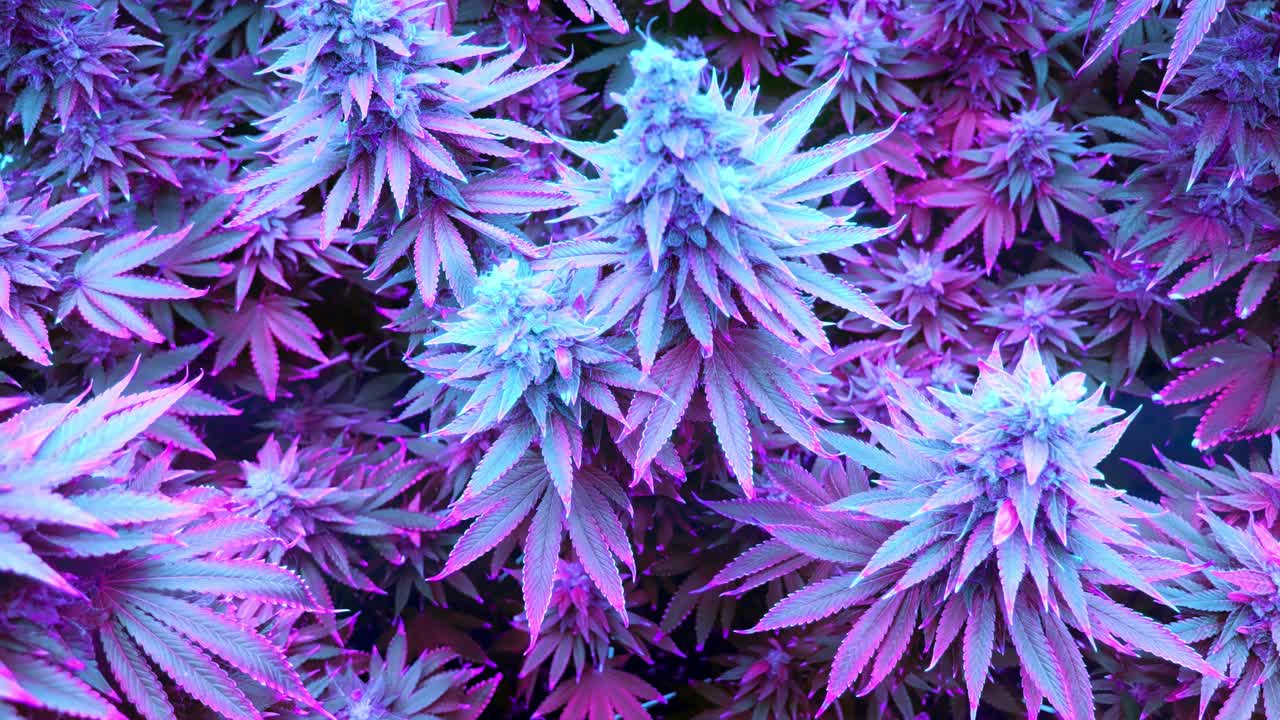 赛博朋克色彩的大麻植物视频素材