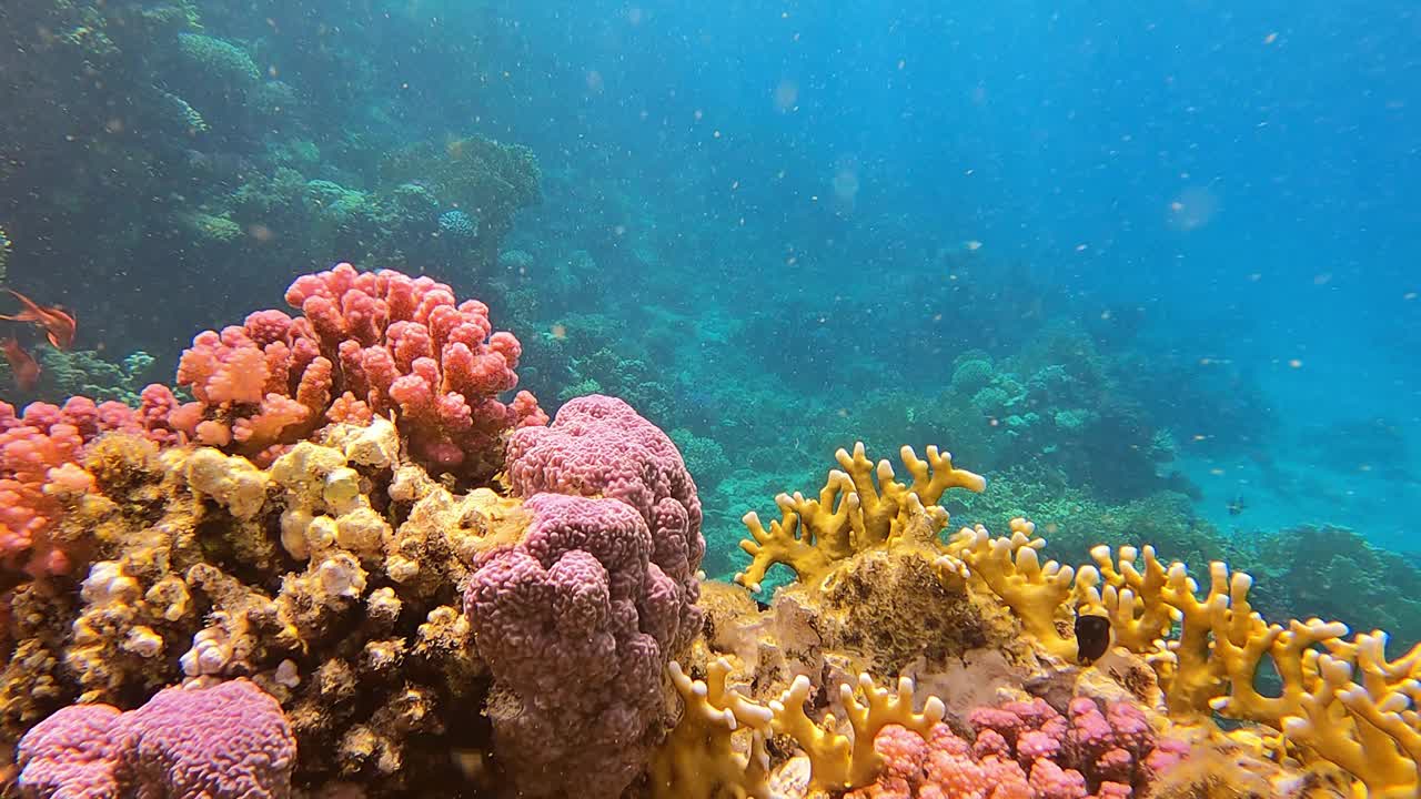水下场景描绘了迷人的彩色鱼类在珊瑚礁上的珊瑚群中游泳。视频下载