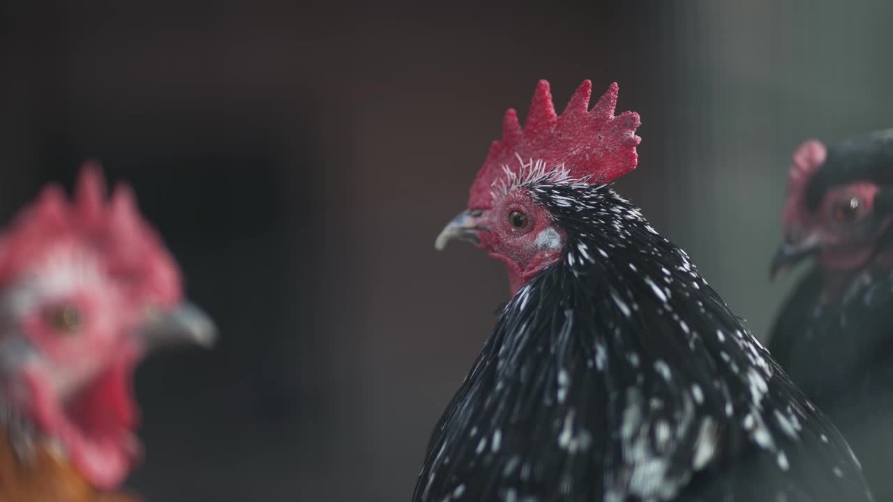 选择聚焦电影拍摄公鸡和鸡在鸡舍在农村农场视频素材