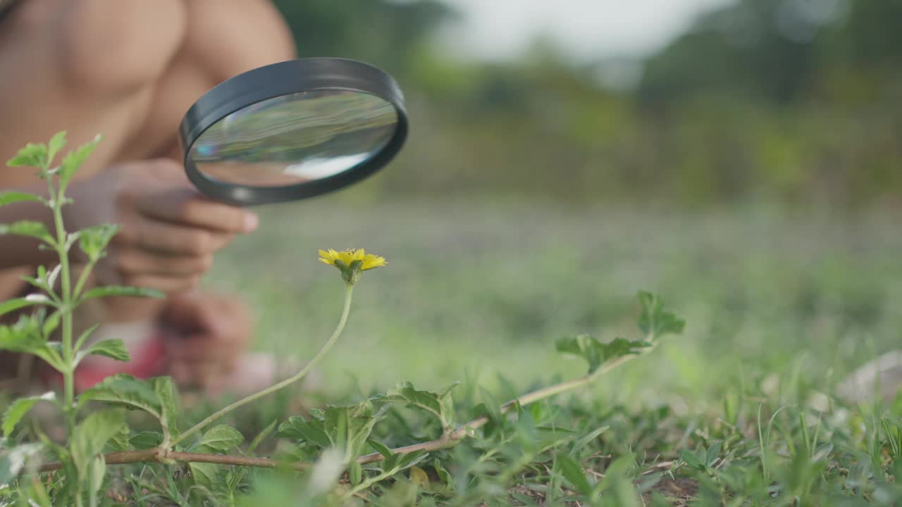 小女孩拿着放大镜看花和大自然视频下载