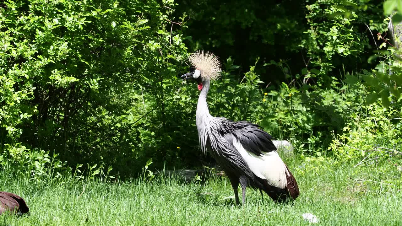 公园里的黑冠鹤视频下载
