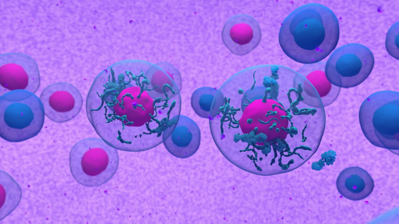 活化的b细胞分裂和释放抗体- 3d渲染动画视频下载