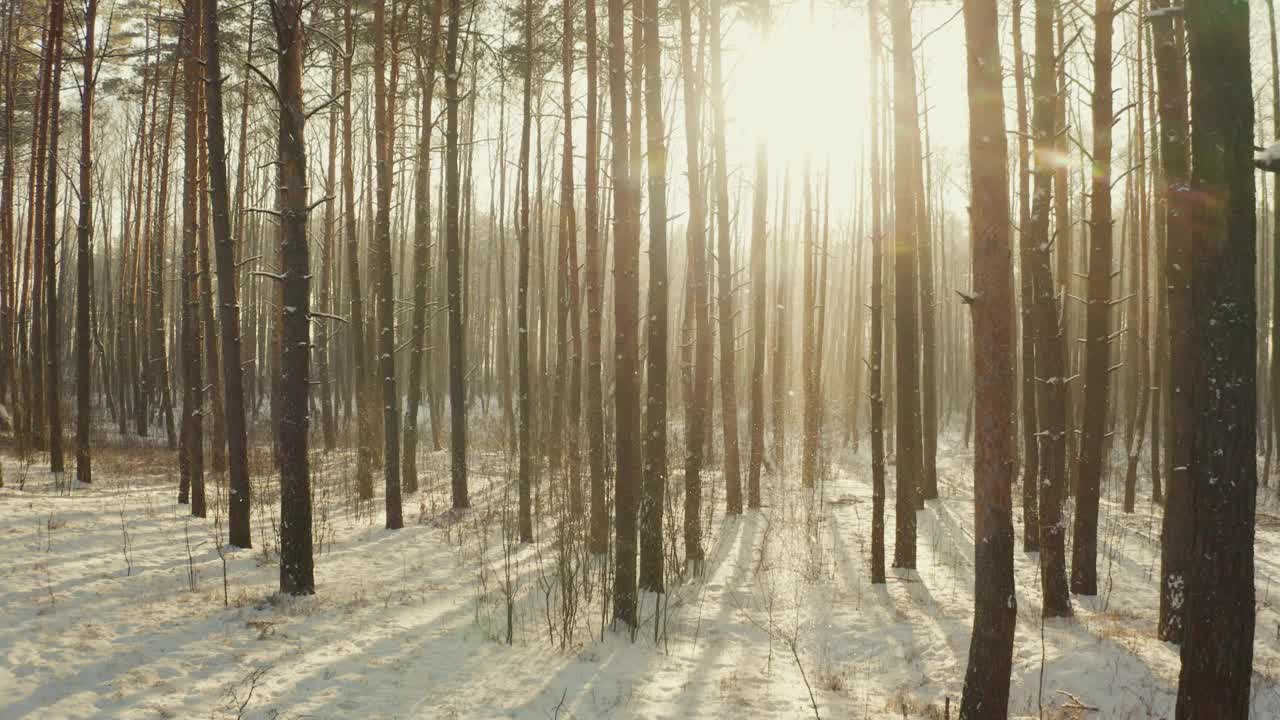 美丽的白雪皑皑的森林在冬天霜冻的日子。俯瞰惊人的松树林景观。公园森林的风景。冬季霜冻森林的自然高架景观。的原始。视频素材