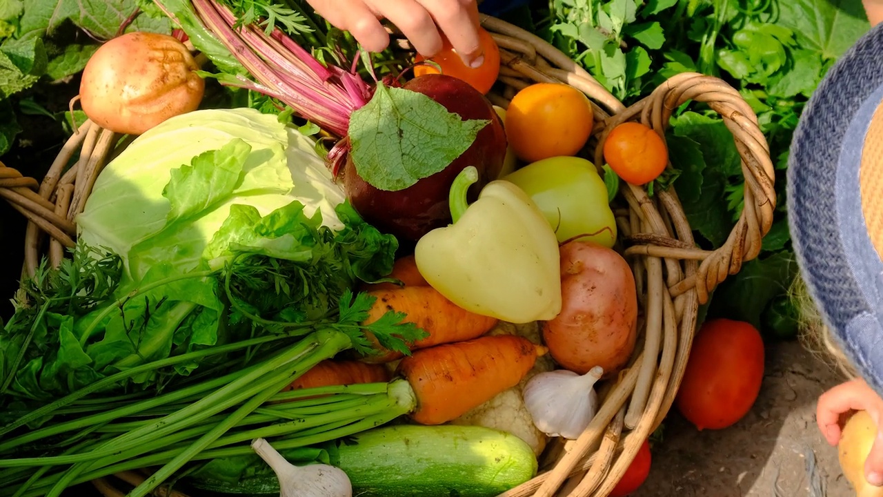 一家人在花园里用篮子收割蔬菜。有选择性的重点。食物。视频下载