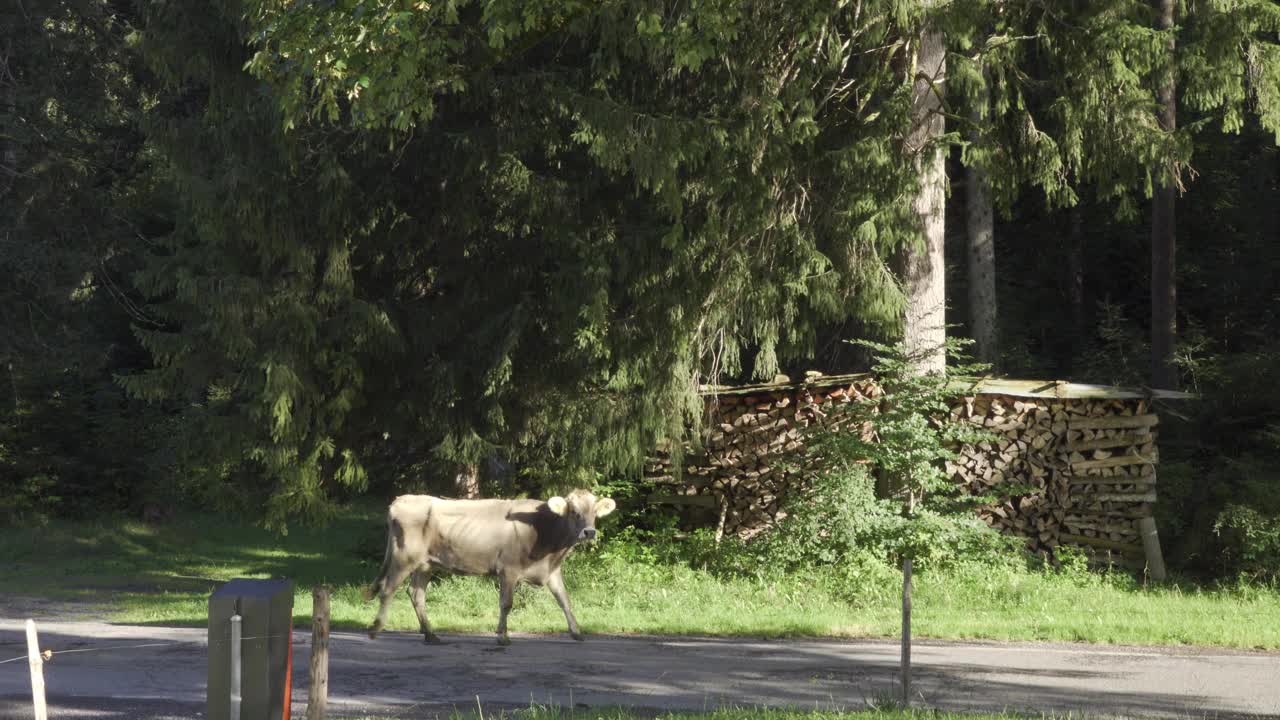 在格拉鲁斯山上移动的奶牛视频下载