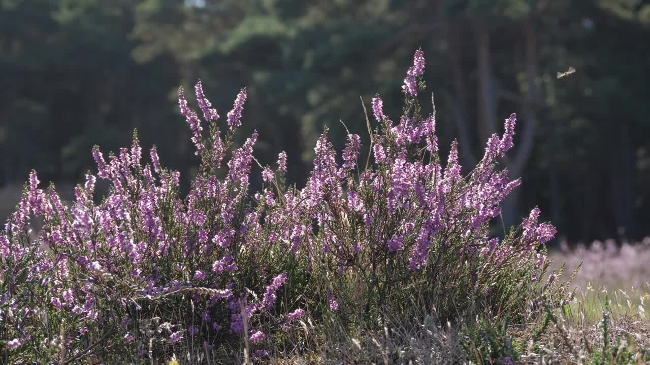 在森林前，浅景深的紫色粉红色盛开的石南花的特写视频素材