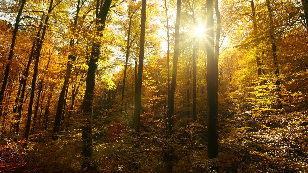 秋天的阳光洒在森林里视频下载
