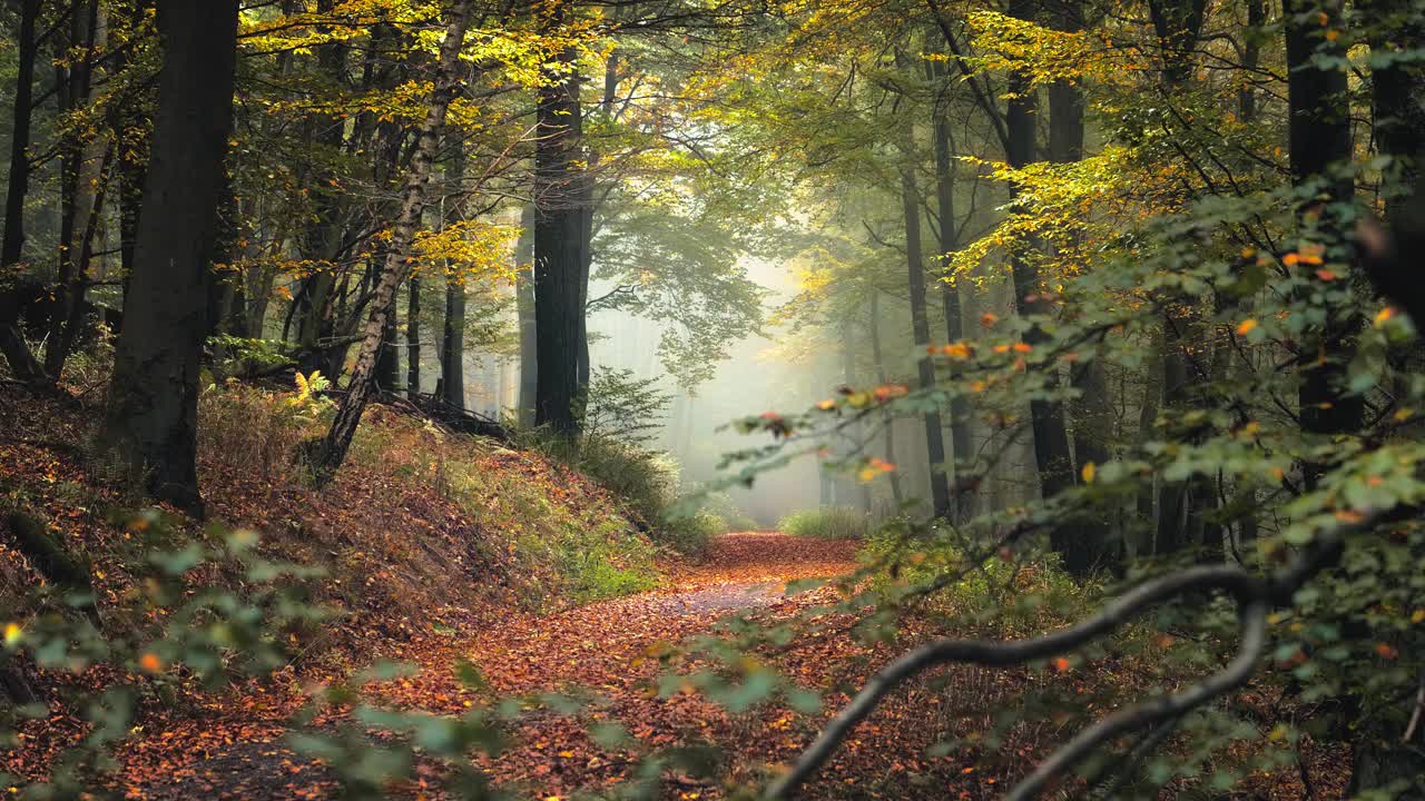 漫步在秋天的仙境视频下载