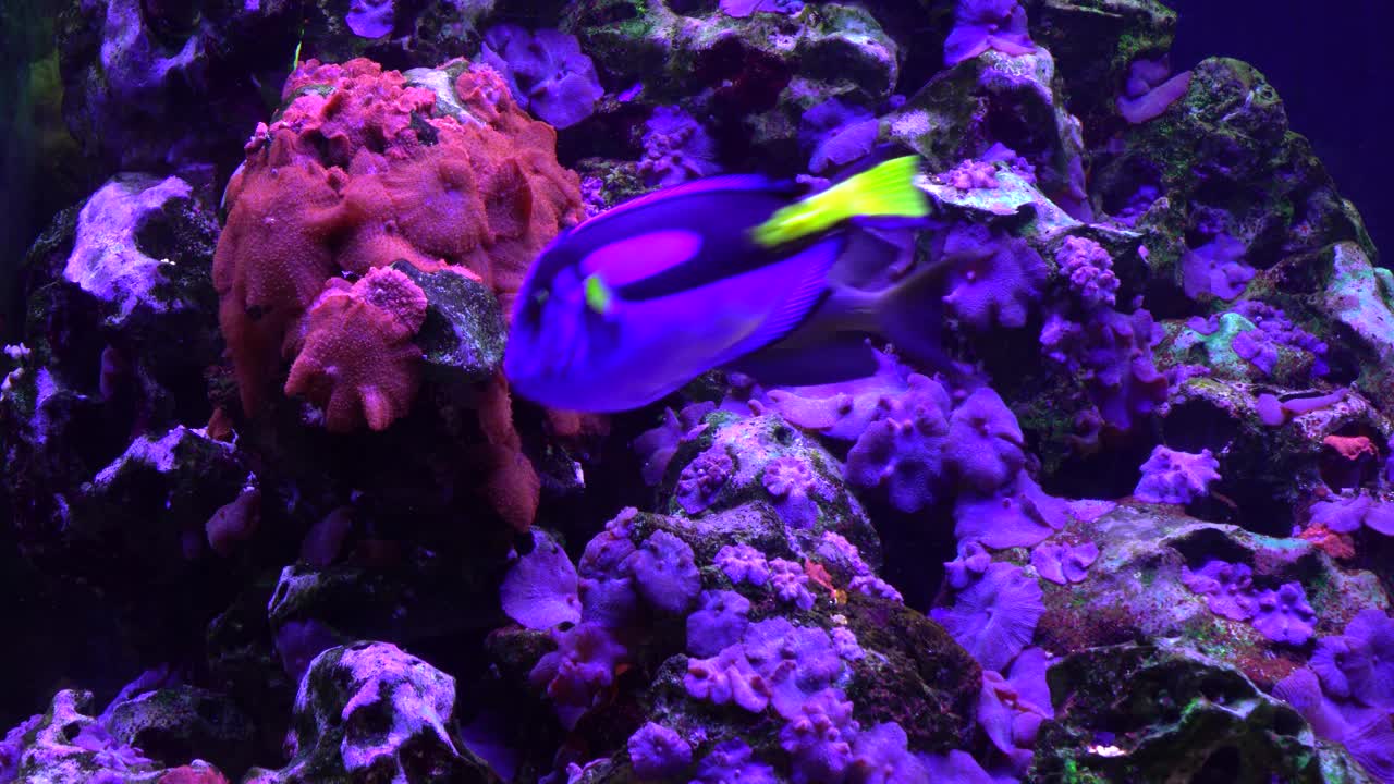 漂浮的奇特荧光鱼在珊瑚礁珊瑚背景4K。平静的水景。Zebrasoma蛾。水，自然，动物，鱼，暗，小，深，海洋，海，自然，彩色，水，近距离，实时，静态场景，超高清。ProRes 422 HQ。视频下载