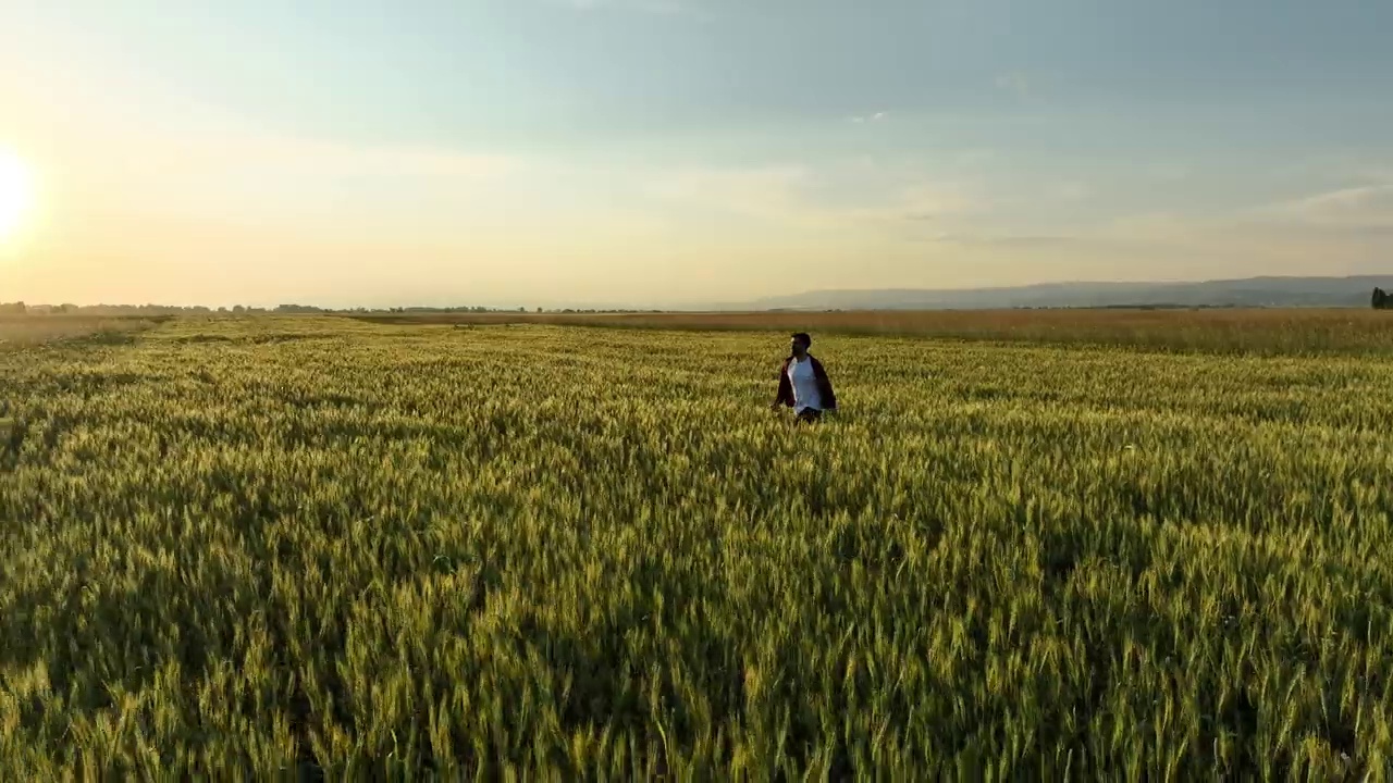 男子的手轻轻地抚摸着农田里的小麦作物视频下载