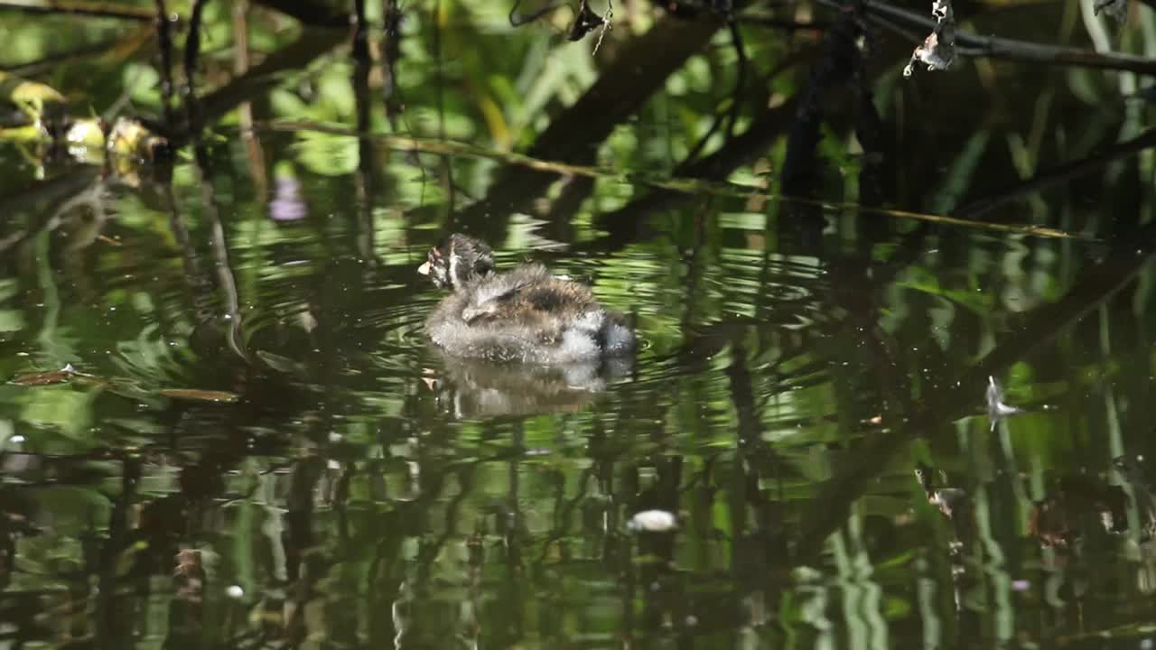 一只可爱的小䴙䴘宝宝在湖里游泳，它叫Tachybaptus ruficollis。它在等它的父母回来喂它。视频素材