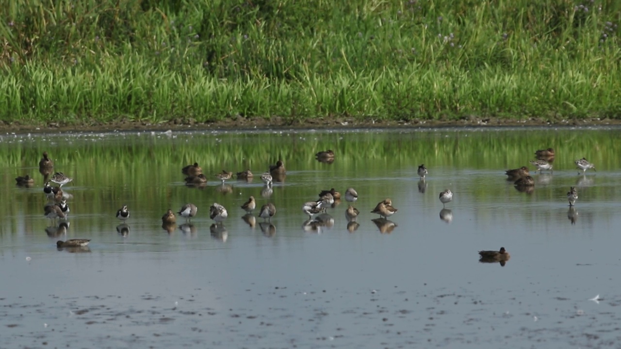 一群斑鸠，Philomachus pugnax，与其他涉水者和鸭子一起在湖边觅食和休息。视频下载