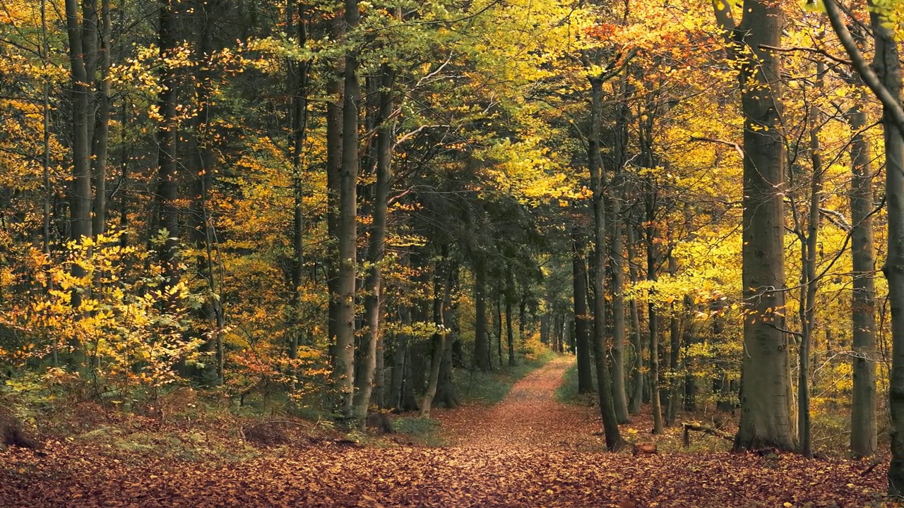 森林中如画般的秋景视频素材