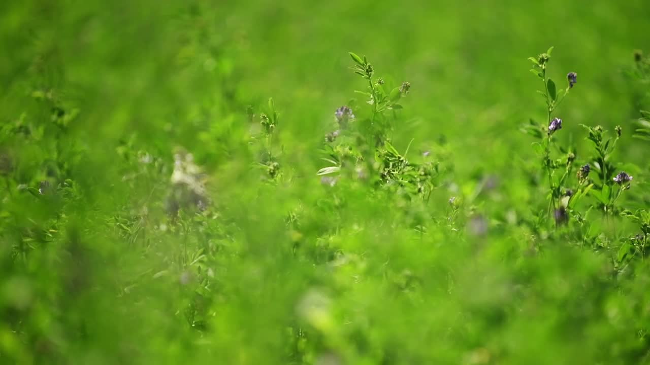 夏天的紫花苜蓿种植园，植物随风摇曳视频素材