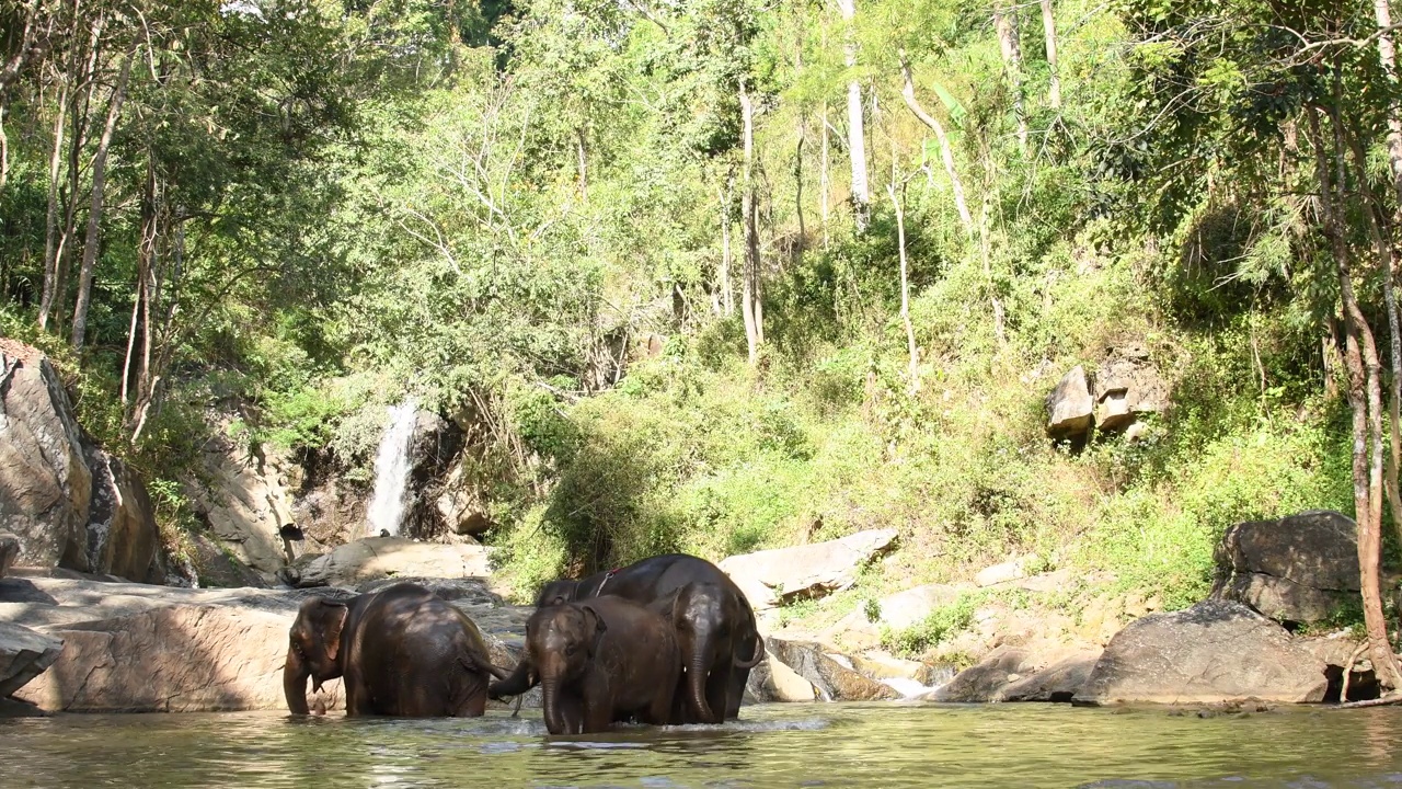 在泰国清迈热带雨林的瀑布上玩耍的亚洲象。视频下载