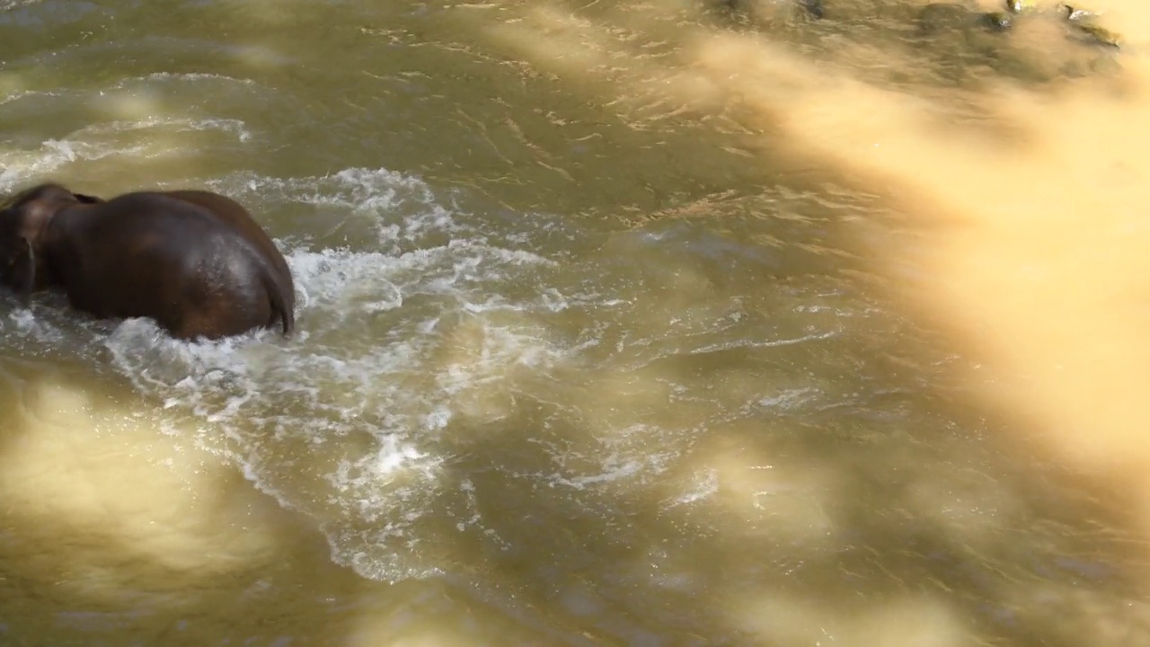 在泰国清迈热带雨林的瀑布上玩耍的亚洲象。视频下载
