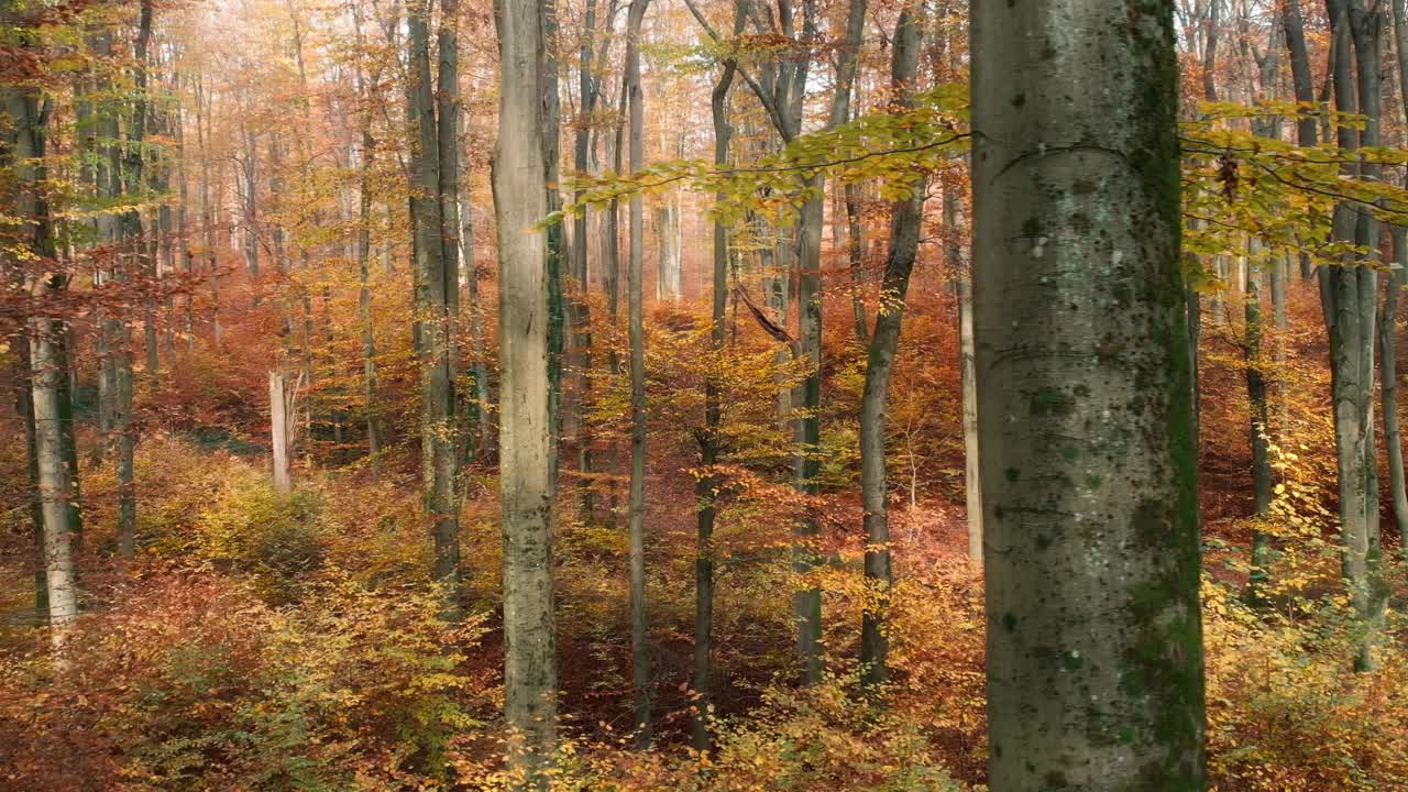 无人机拍摄的秋季风景森林视频素材