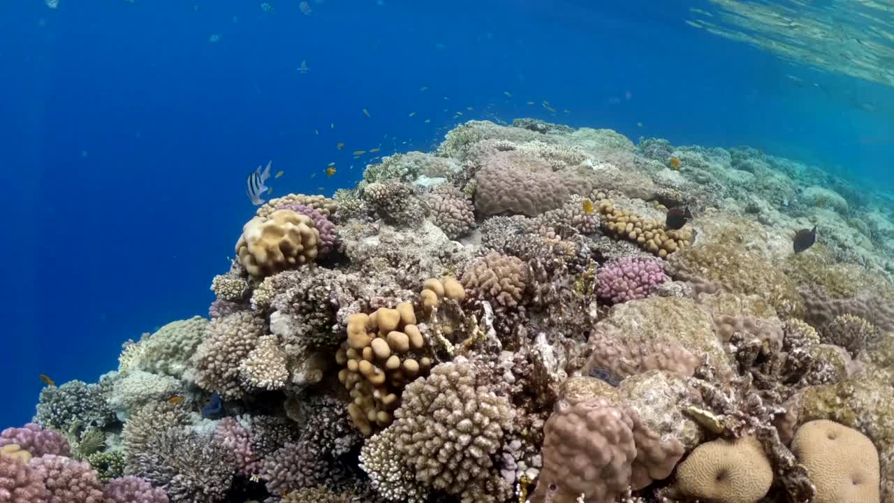 五颜六色的视频，异国情调的鱼在红海的珊瑚礁之间游泳视频下载