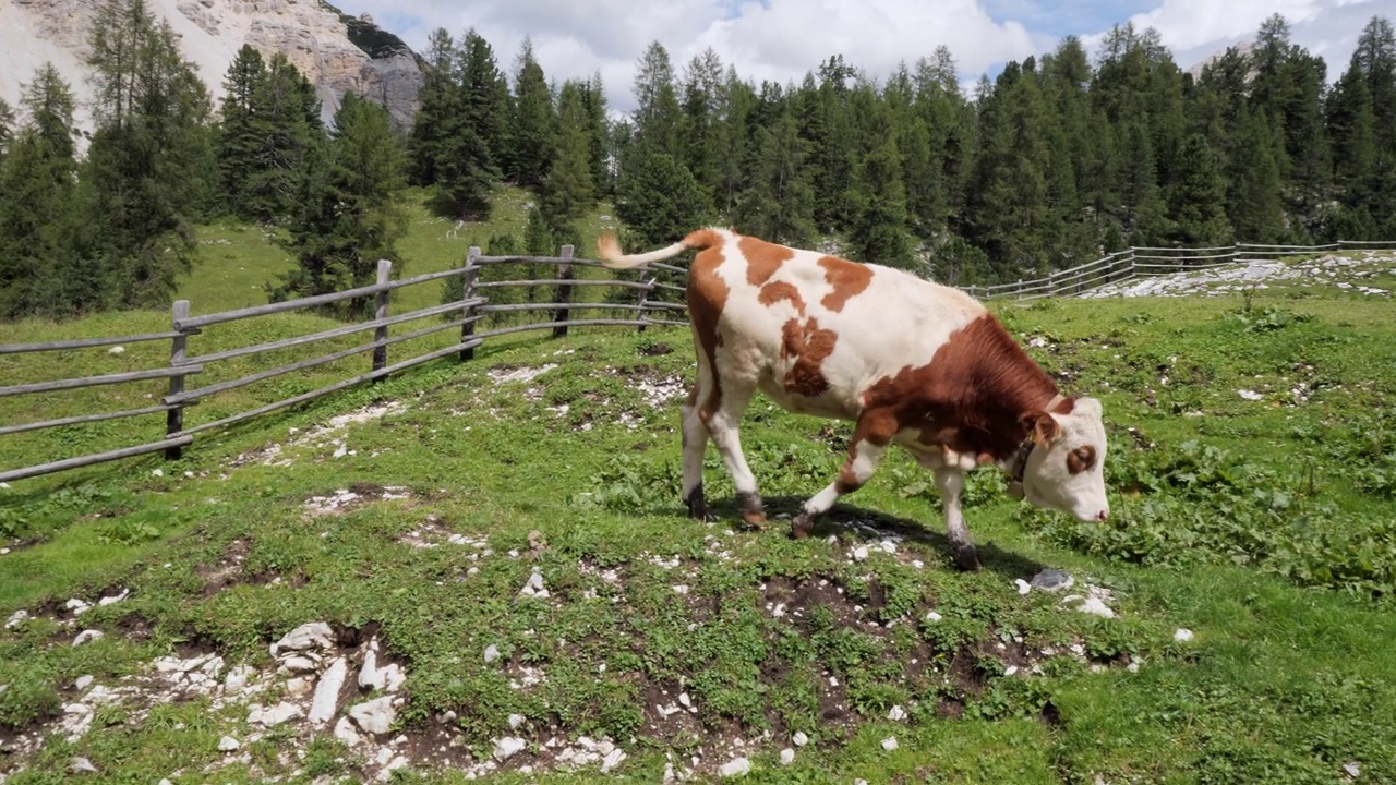 奶牛在一片巨大的绿色草地上吃草，背景是意大利阿尔卑斯山视频下载