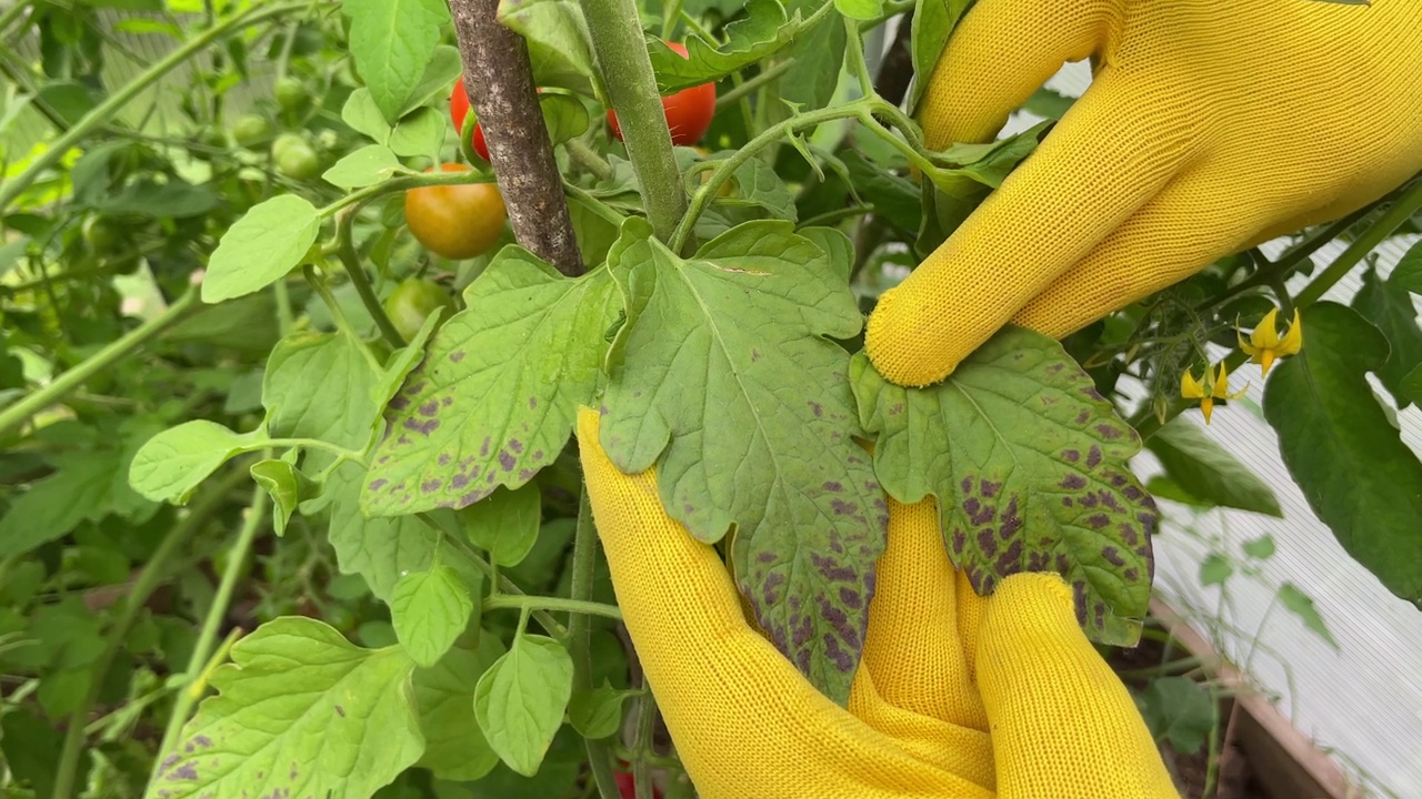一个农民戴着黄色手套的手的特写，检查被细菌斑点损坏的番茄叶子。农业问题视频下载