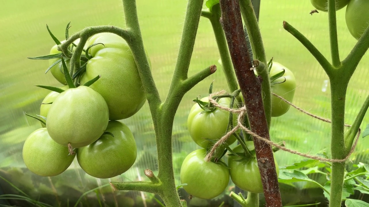温室绿番茄种植园的番茄植株。有机农业，温室里生长的番茄幼苗。视频下载
