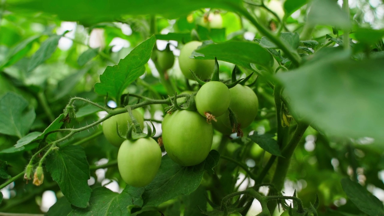 花园里的绿西红柿。肥沃的番茄丛特写，镜头移动流畅视频素材