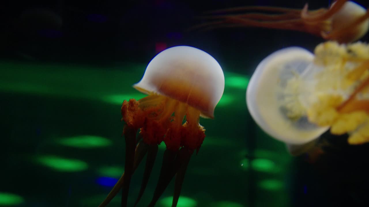水族馆里五颜六色的水母视频下载