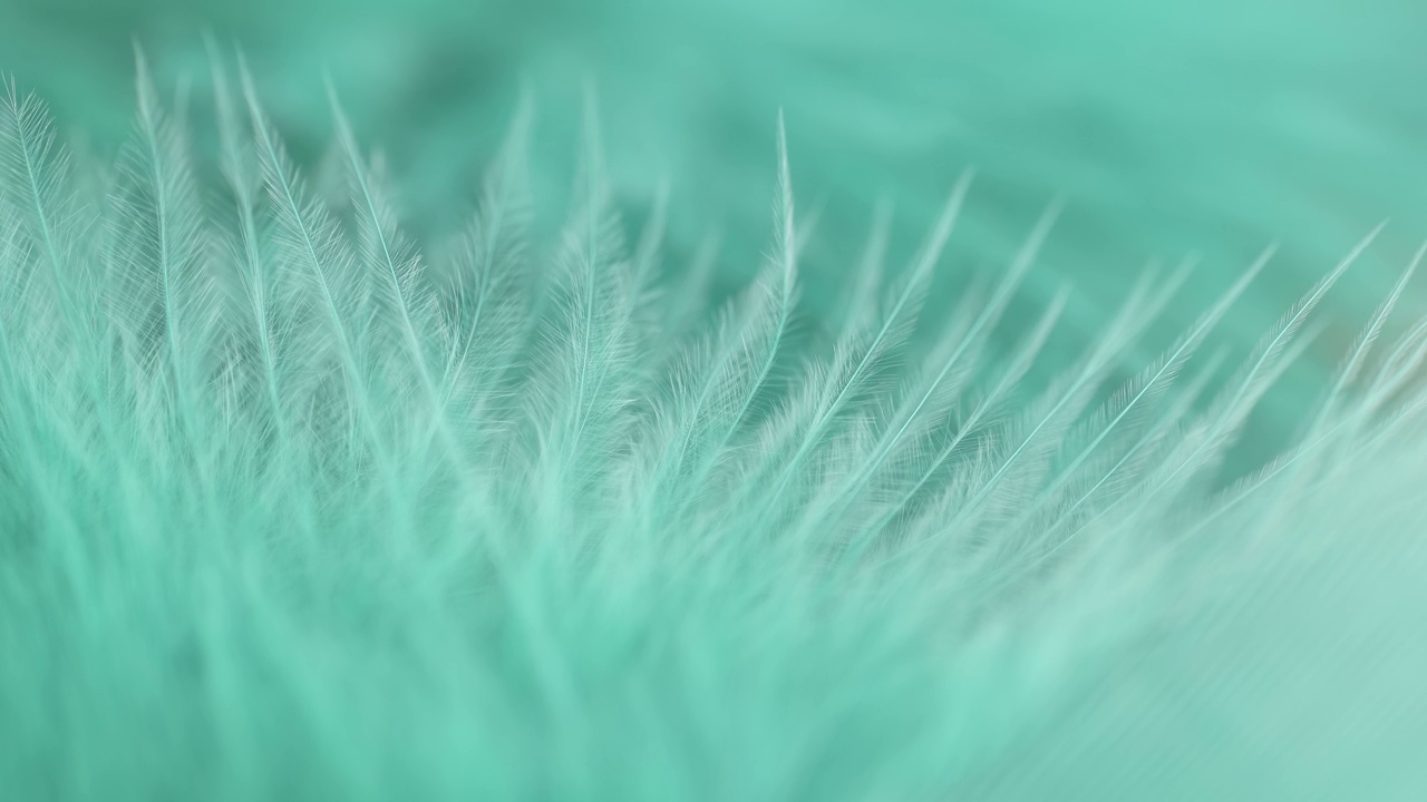 绿松石羽毛特写。选择性对焦，慢动作羽毛背景。宏。绿色蓬松背景视频素材