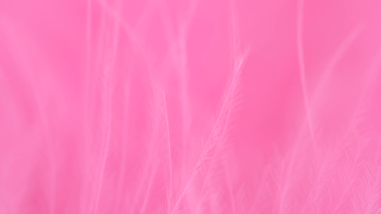 粉色羽毛特写。选择性对焦，慢动作羽毛背景。宏。粉色蓬松背景视频素材