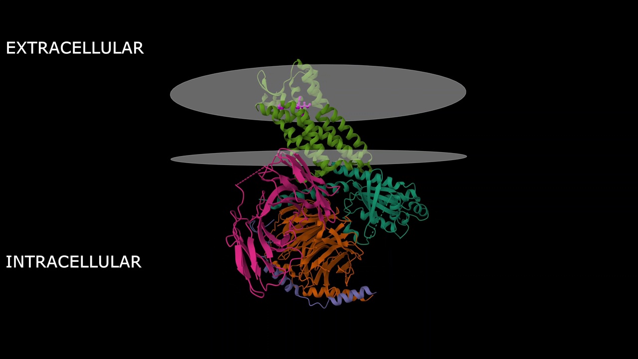 μ -阿片受体的低温电镜结构(浅绿色)-与洛芬太尼结合的Gi蛋白复合物(粉红色)视频素材