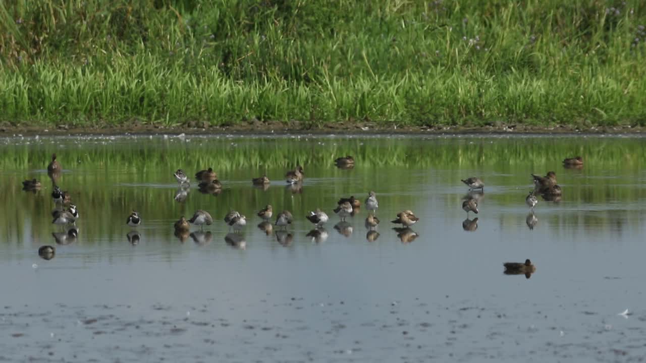 一群斑鸠，Philomachus pugnax，与其他涉水者和鸭子一起在湖边觅食和休息。视频下载