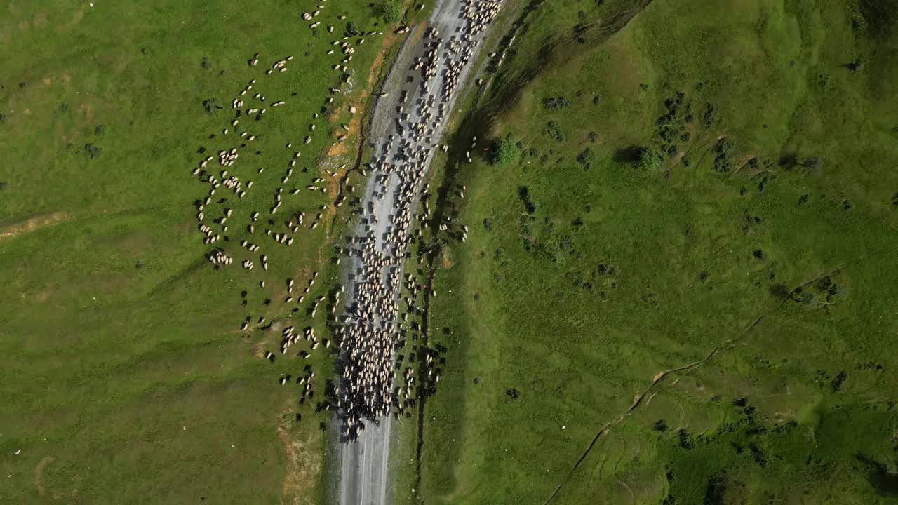 在山上放羊。视频素材