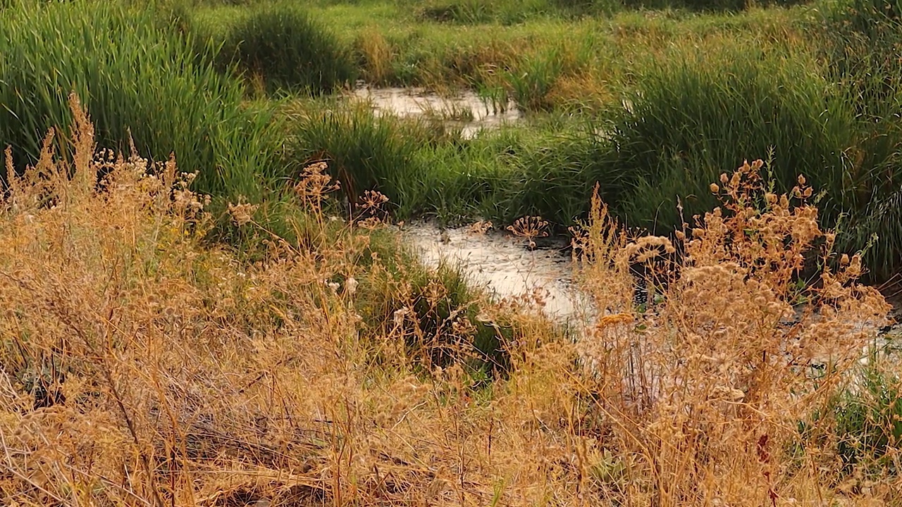 美丽的沼泽在埃尔祖鲁姆，土耳其。
在城市附近的沼泽中，可以看到野鸭在草丛中游泳和躲藏。视频下载