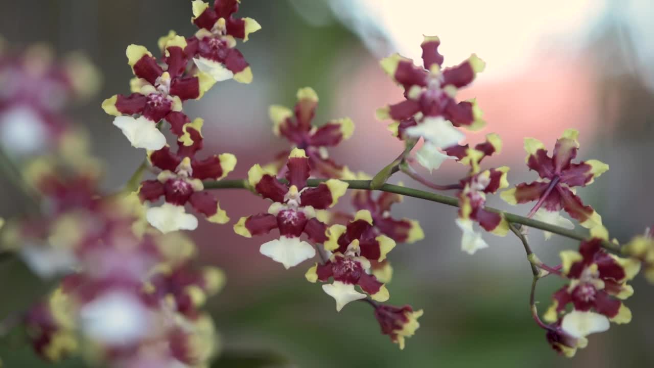 石斛又名小“覆盆子巧克力”兰花花，模糊的背景视频下载
