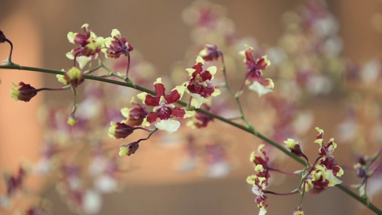 紫罗兰又名小“覆盆子巧克力”兰花花，特写与模糊的背景视频下载