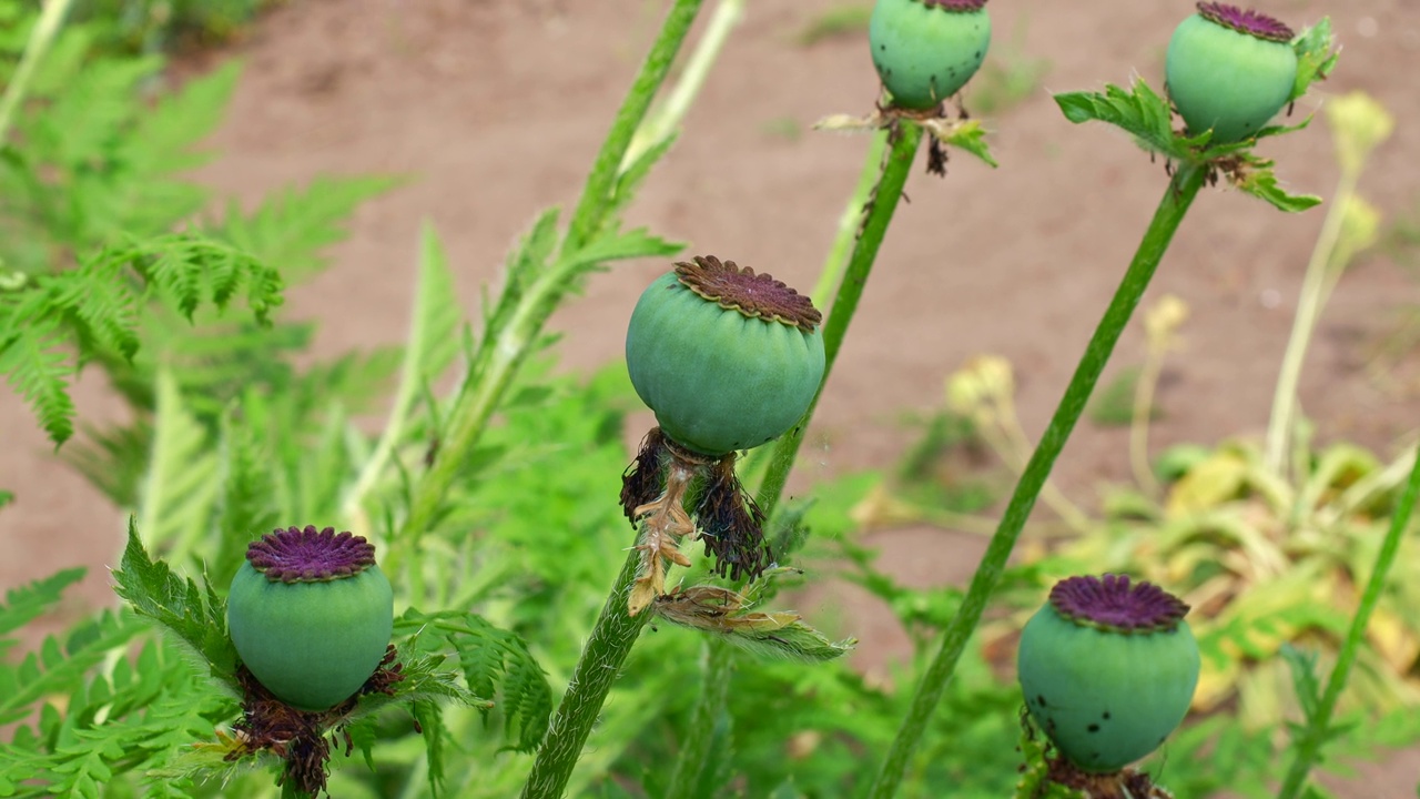 夏天田野上生长的绿色罂粟头种子荚视频下载