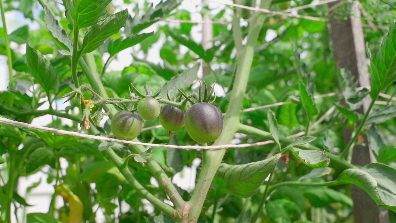 美国蓝番茄在灌木丛中成熟，在阳光下特写镜头，镜头移动流畅视频素材