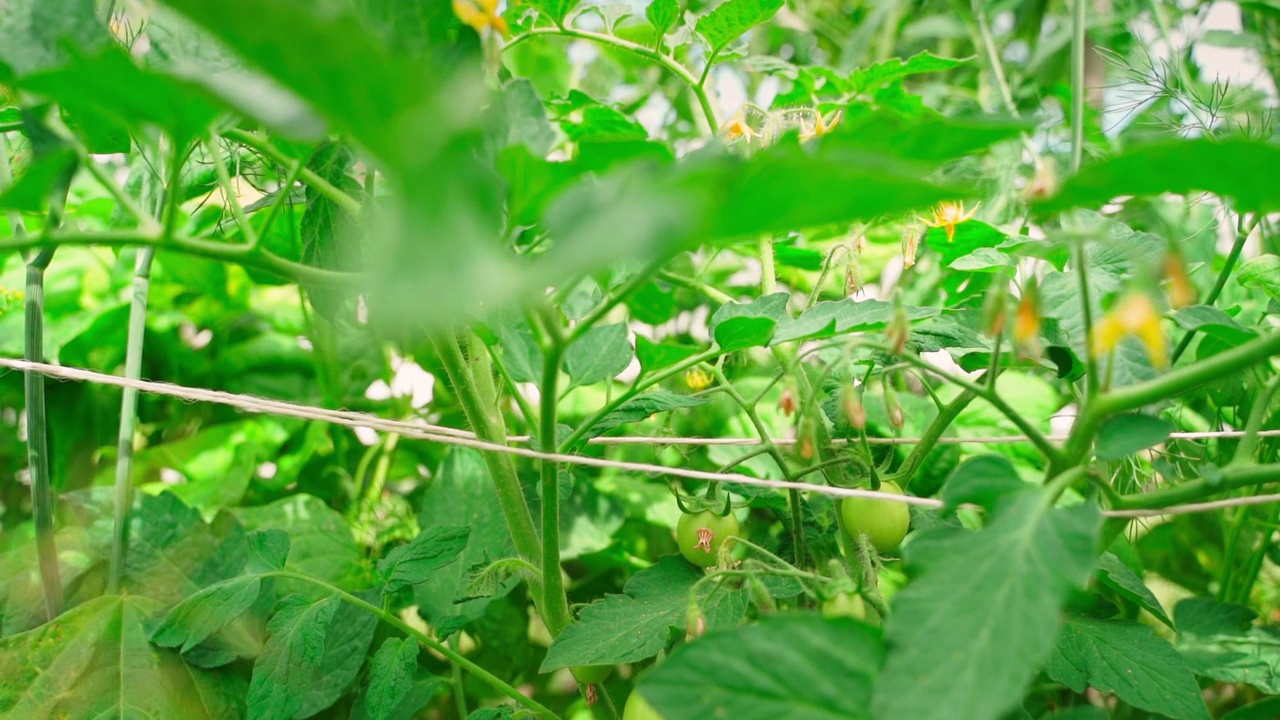 在灌木上种绿番茄，特写。番茄的肥沃品种视频素材
