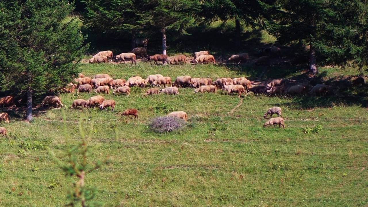 在一个阳光明媚的白天，一群羊在牧场上吃草。宽视频素材