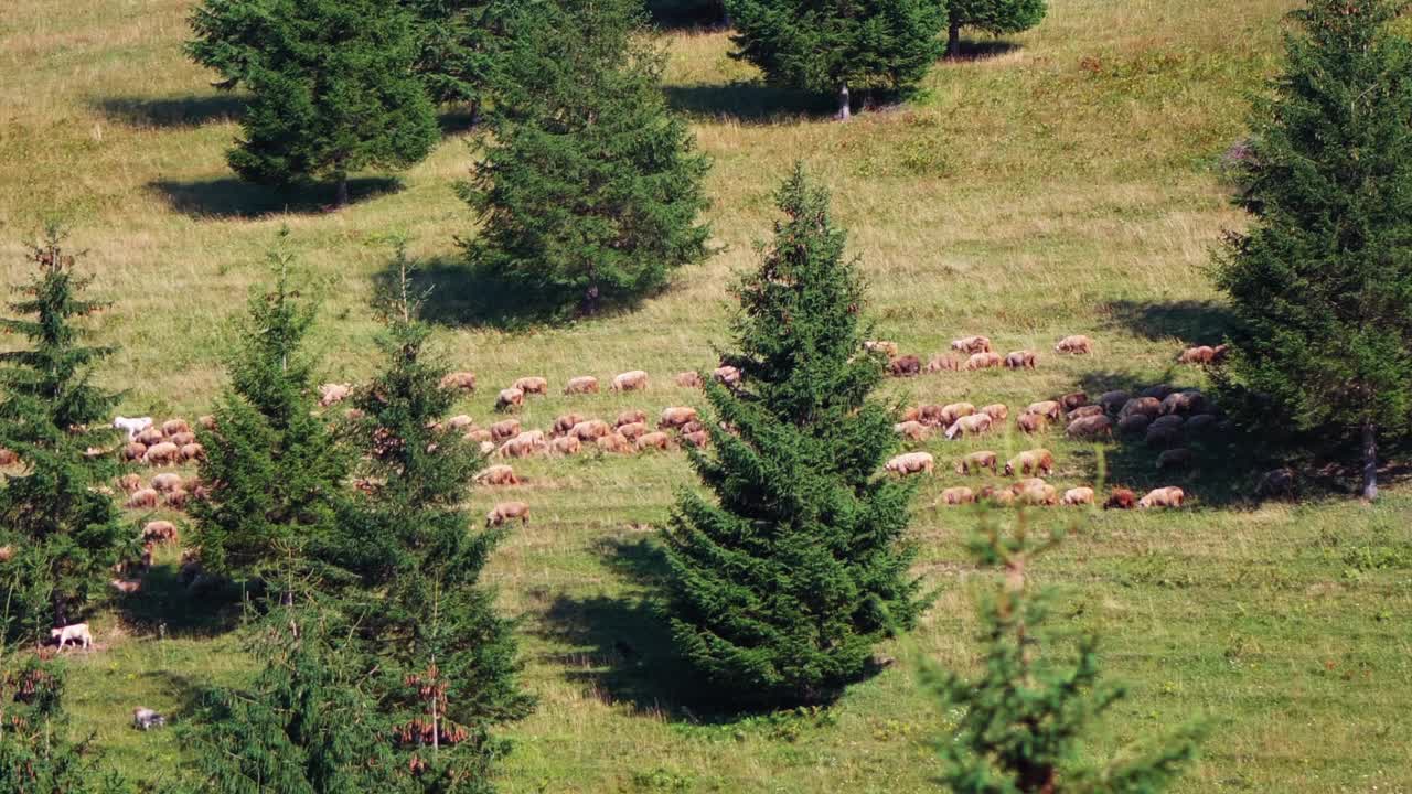 羊群在杉树环绕的草原上吃草。宽视频素材