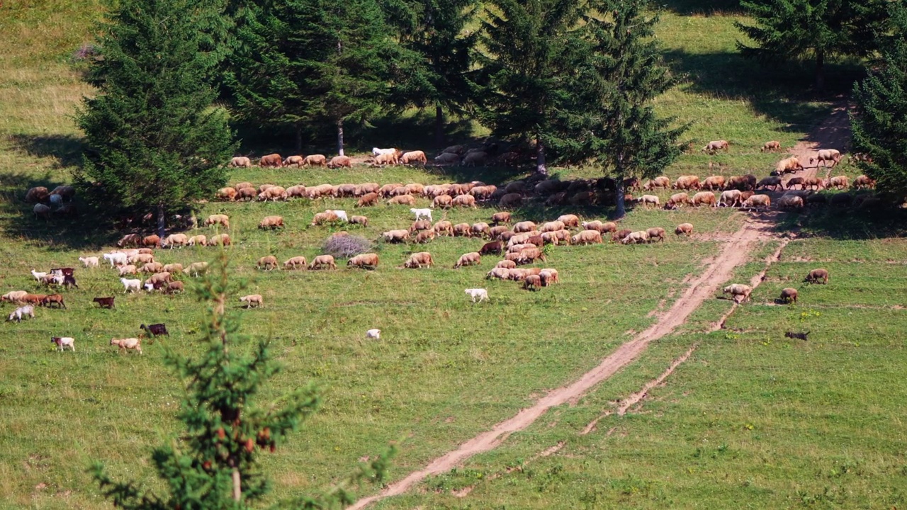 阳光明媚的一天，羊群走在有冷杉的田野里。宽视频素材