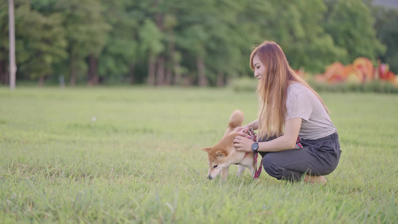 一个微笑的亚洲女人和她的柴犬在一个自然公园的草地上抚摸和拥抱她。视频素材