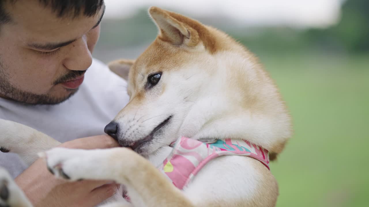 在公园里，一个男人抱着他的纯种柴犬，检查狗的嘴和牙齿，而狗则躺在他的胸前，用爱和信任舔着他的手。视频素材