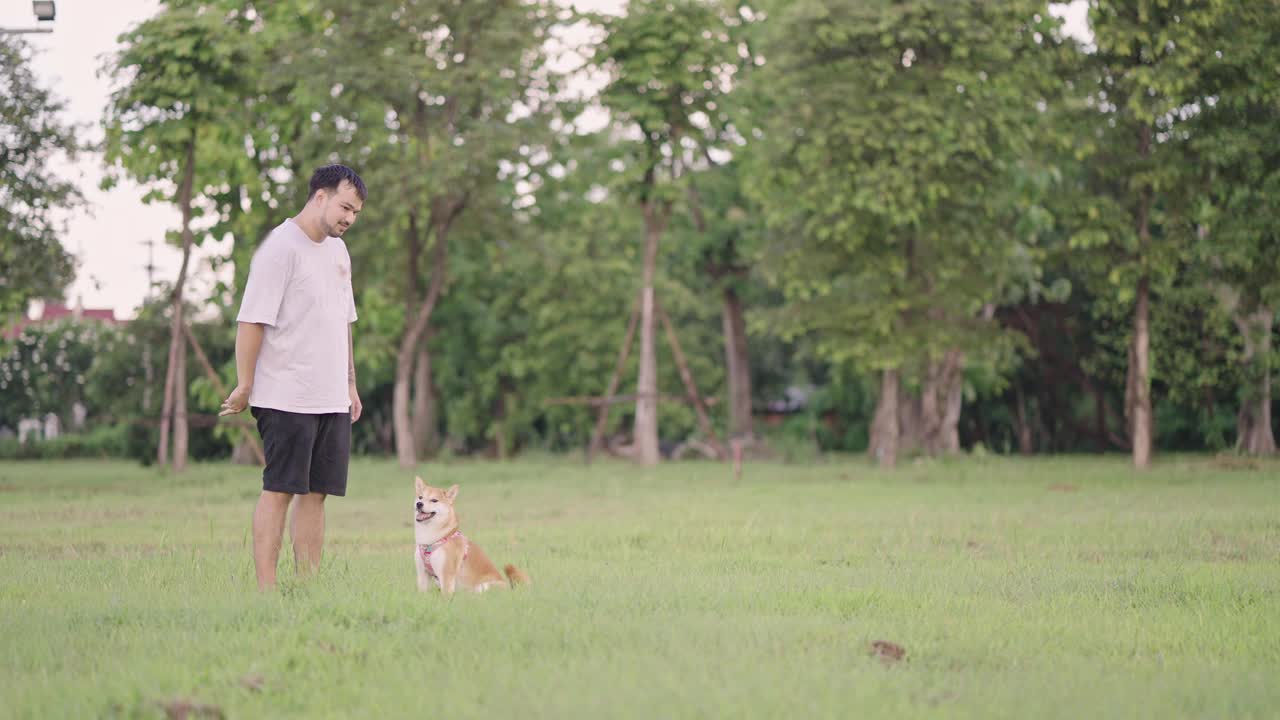 周末，一名亚洲男子在绿色草坪上给他的柴犬喂食饼干，并抓住皮带，拉着它和他一起散步，但它在跑到主人身边之前却转身对着什么东西吠叫。视频素材